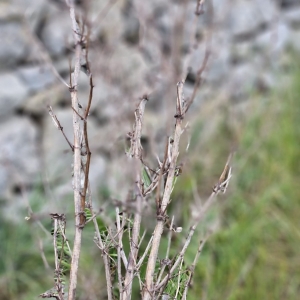 Azienda Agricola Biologica